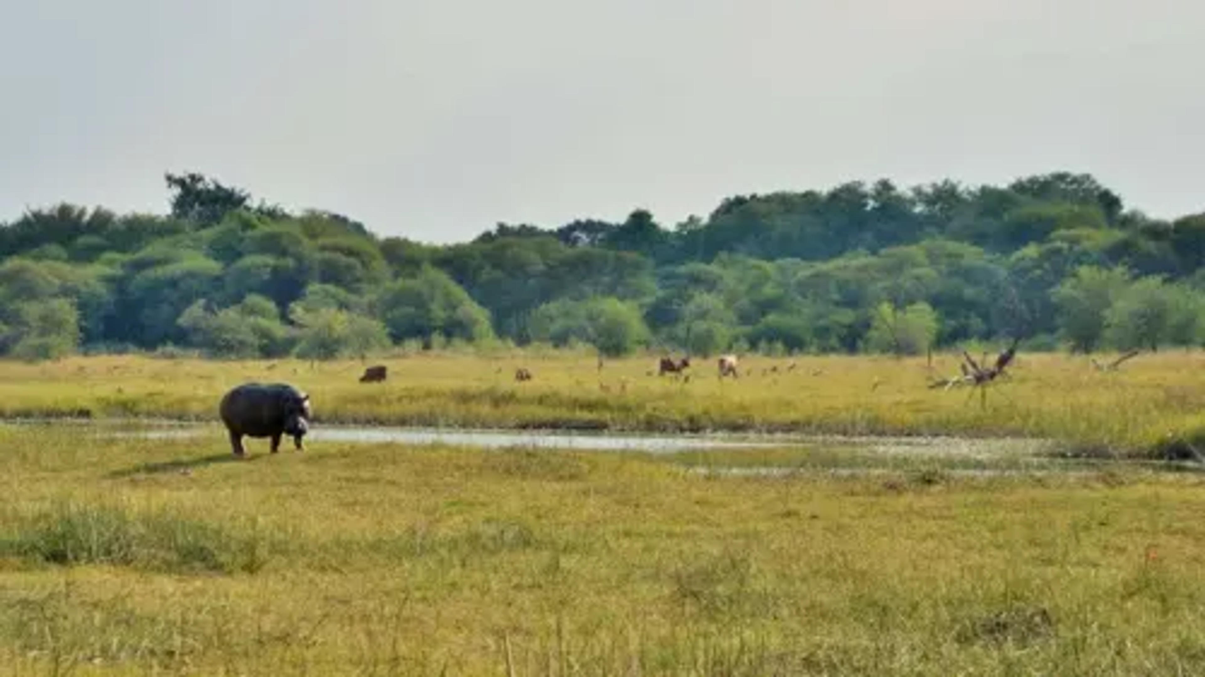 large_focal_maun_4.webp