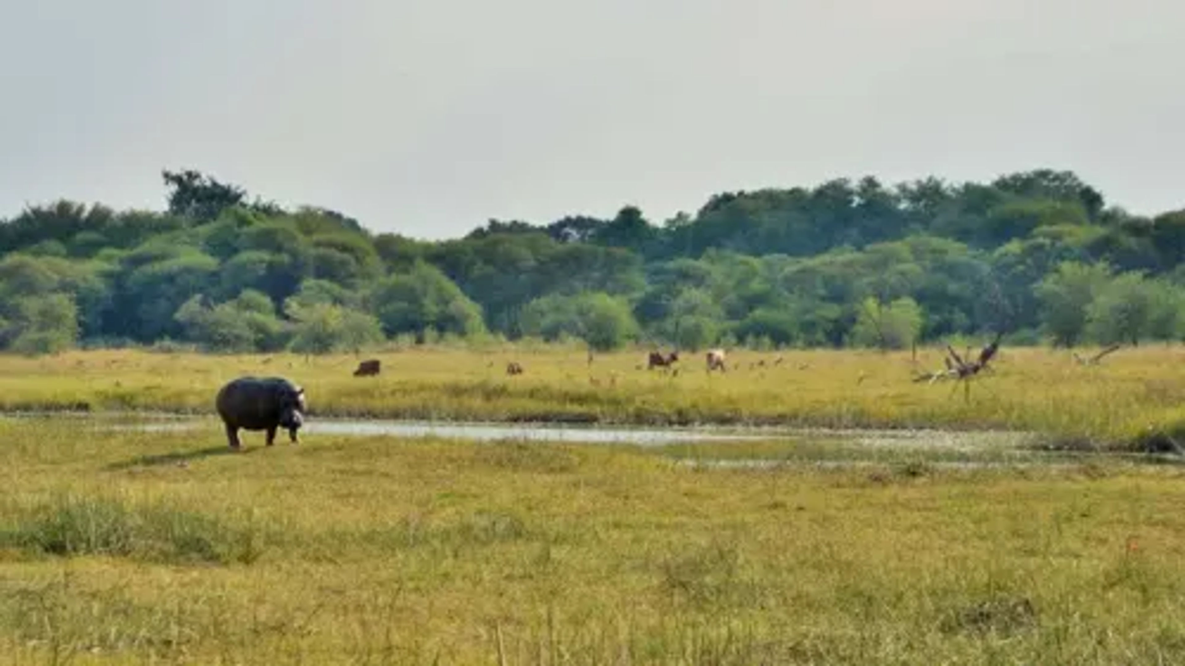 large_focal_maun_4.webp